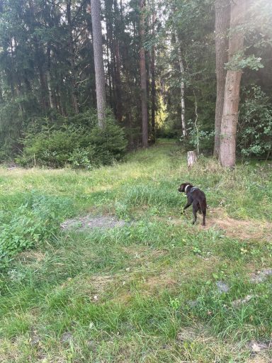 Täglicher Spaziergang